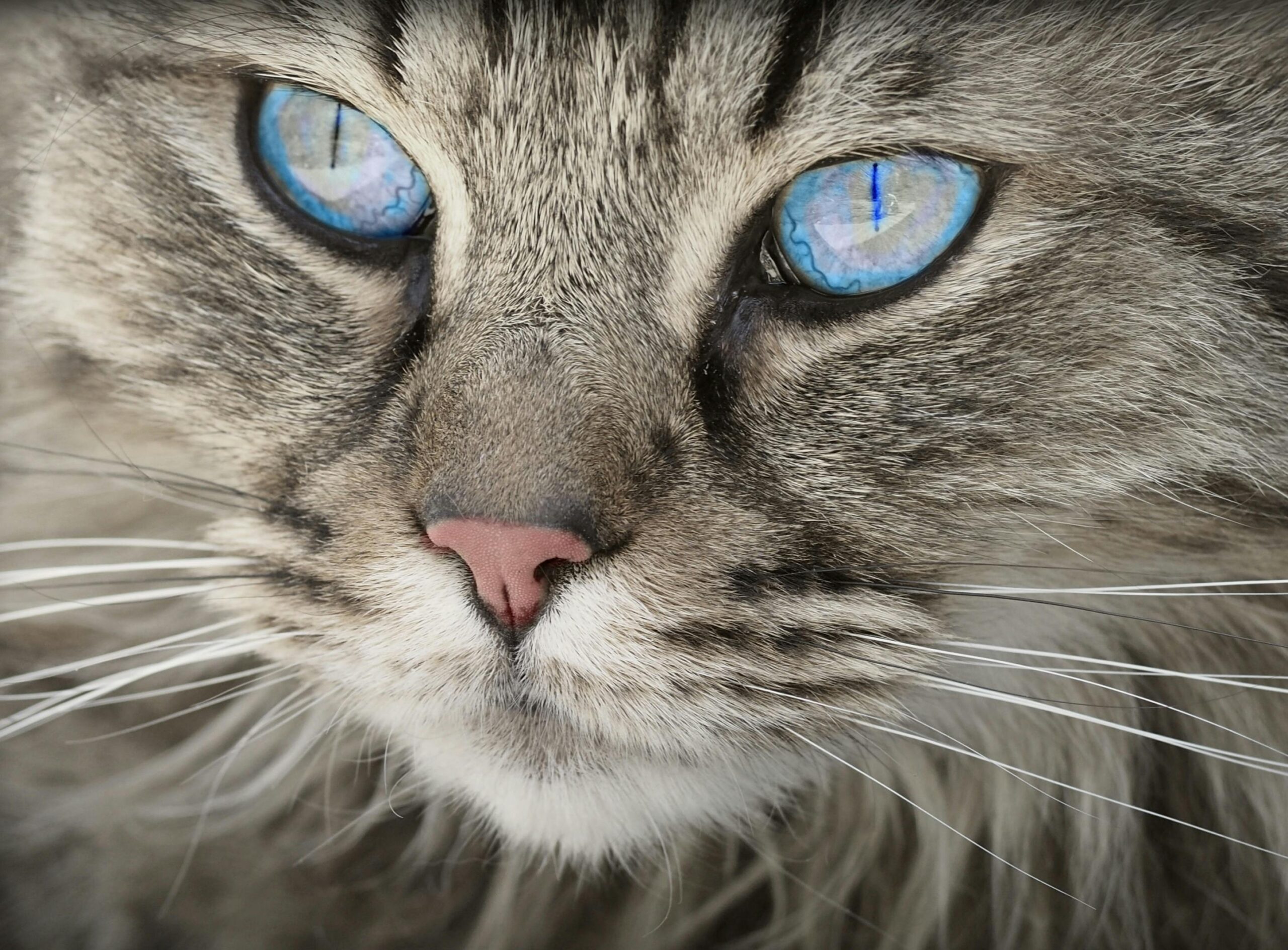 gas-pipeline A detailed close-up portrait of a domestic cat with striking blue eyes and soft grey fur.