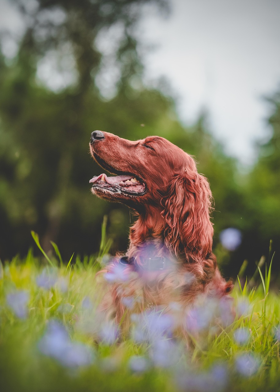 Usługi irish setter, dog, pet, flower background, animal, flower wallpaper, canine, nature, summer meadow, beautiful flowers, grass, hunting dog, beautiful, flowers