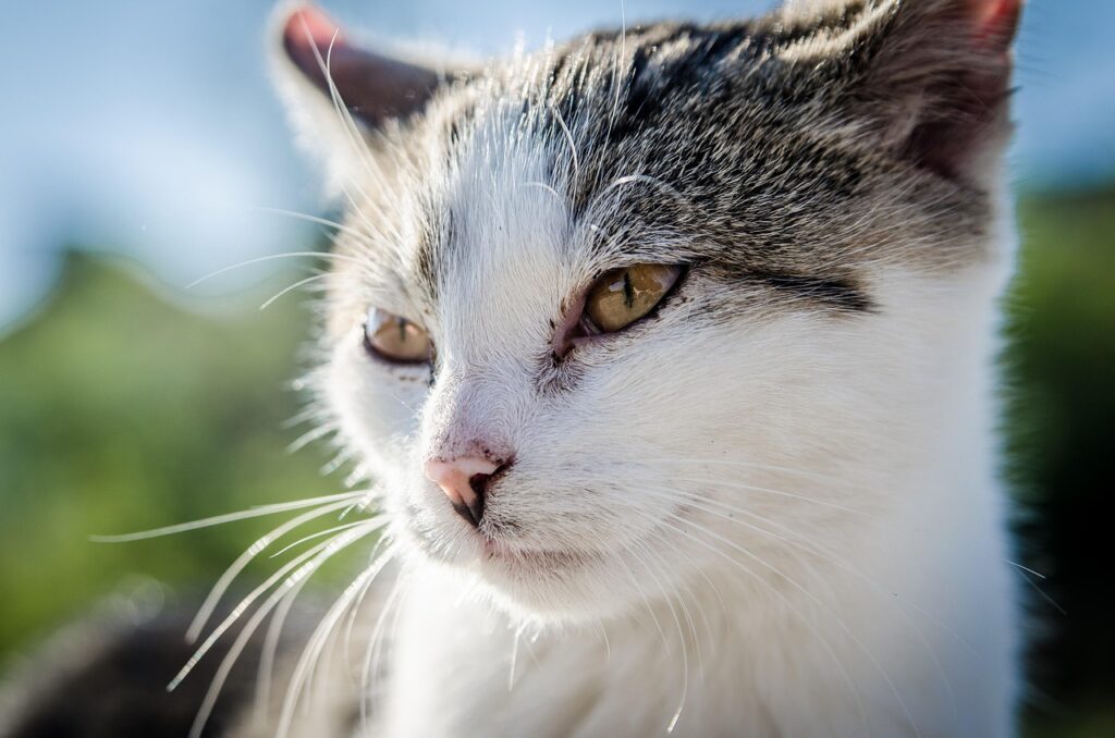 gas-pipeline cat, kitten, animal, nature, pet, vet, fur