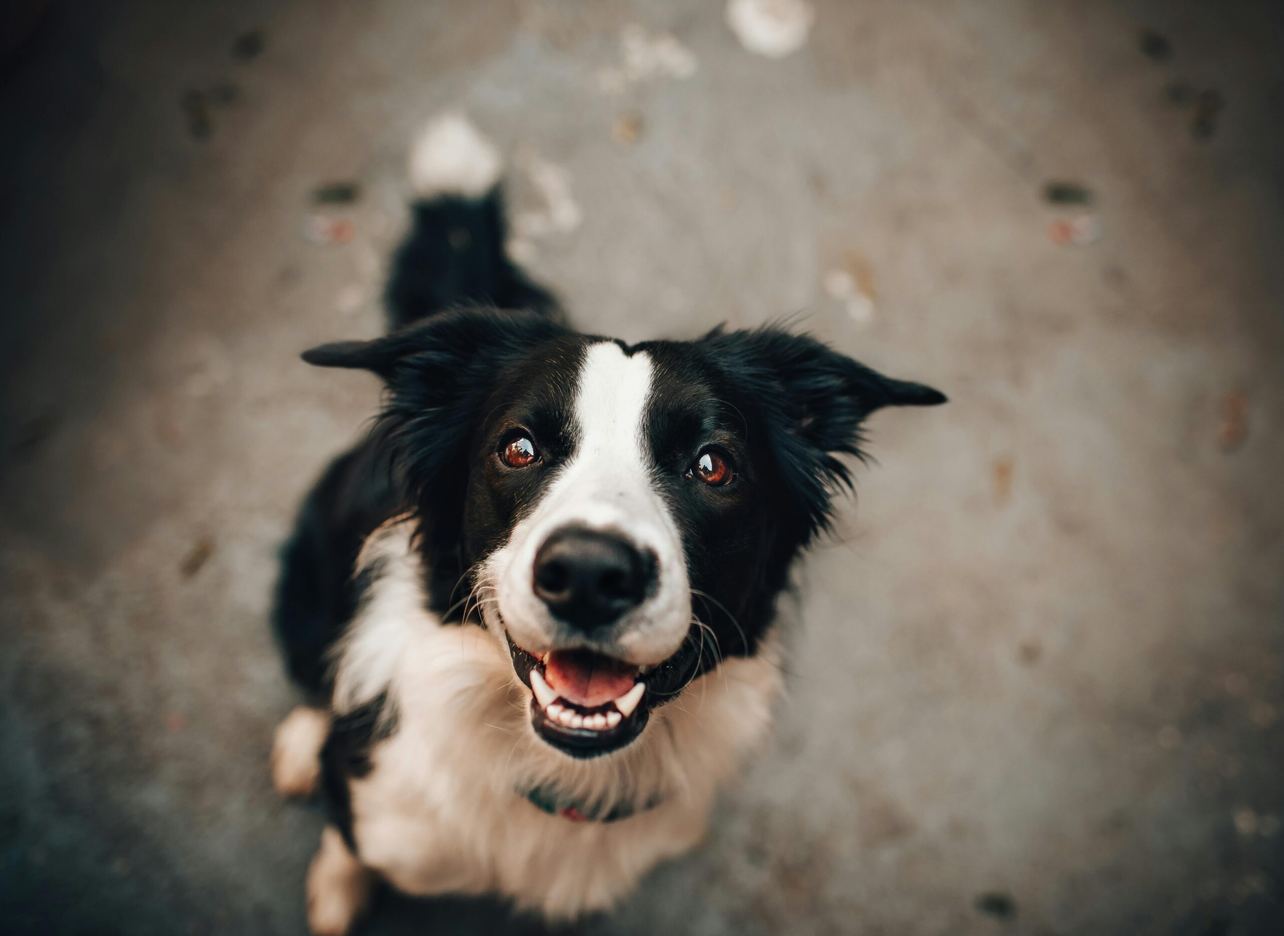 O nas A cheerful Border Collie gazing upwards, capturing a joyful moment of canine charm.