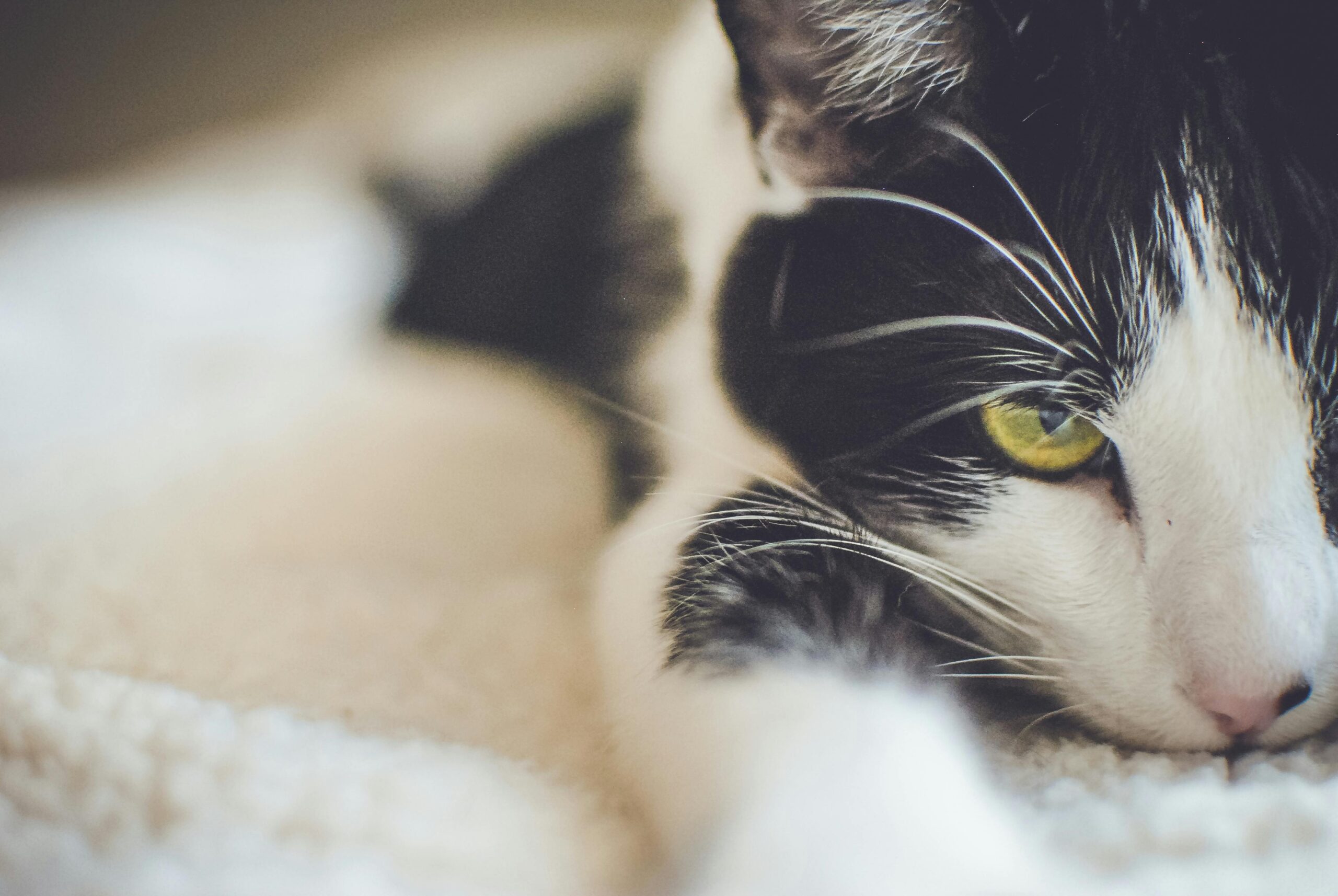 commercial-plumbing A relaxed black and white domestic cat with yellow eyes, close-up view.